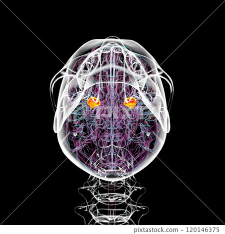 Human brain with the amygdala highlighted, 3D illustration Human brain with the amygdala highlighted, 3D illustration 120146375
