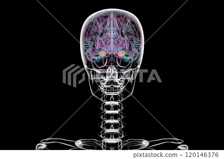 Human brain with the amygdala highlighted, 3D illustration 120146376
