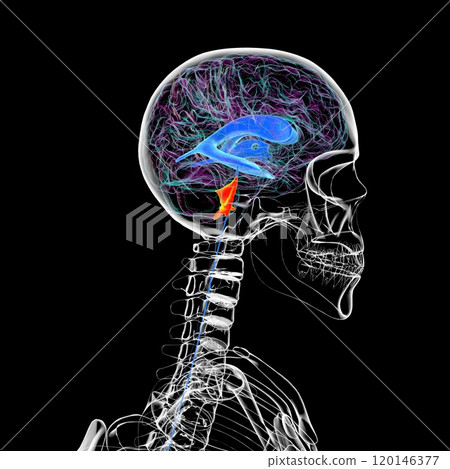 The fourth brain ventricle, 3D illustration. The fourth brain ventricle, 3D illustration. 120146377