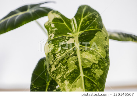 Alocasia Green Velvet Variegated Alocasia Green Velvet Variegated 120146507