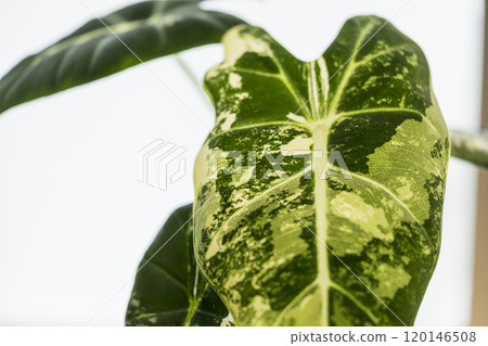Alocasia Green Velvet Variegated Alocasia Green Velvet Variegated 120146508