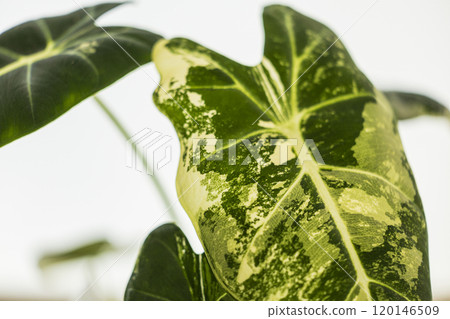 Alocasia Green Velvet Variegated Alocasia Green Velvet Variegated 120146509