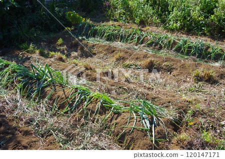 【10月】補種後的蔥 拍攝地點：自家花園（神奈川縣大和市） 120147171