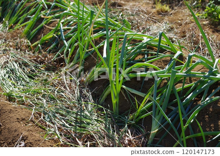 [October] Green onions after replanting. Photographed in a home garden (Yamato City, Kanagawa Prefecture) 120147173
