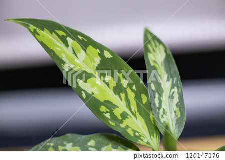 Aglaonema pictum tricolor Aglaonema pictum tricolor 120147176