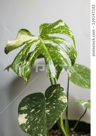 Variegated Monstera Deliciosa Thai Constellation 120147182