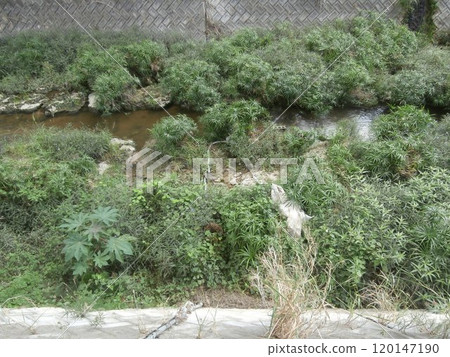 河川及岸邊植物狀況（水位未上升） 120147190