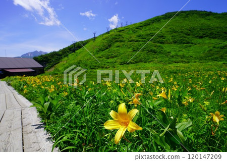 夏季白馬、八方尾根健行 21 夏季白馬、八方尾根健行 21 120147209