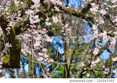 京都御苑、近衛宅邸舊址絲櫻(京都府京都市上京區) 京都御苑、近衛宅邸舊址絲櫻(京都府京都市上京區) 120147503