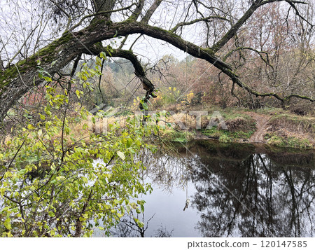 The branch tree near the river in autumn, lithuania The branch tree near the river in autumn, lithuania 120147585