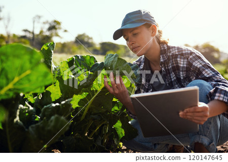 Youre looking nice and strong. Cropped shot of an attractive young female farmer using a tablet while working on her farm. 120147645