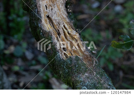 Wood eaten by termites. The inside of the wood has been eaten away by termites and is hollow. 120147984