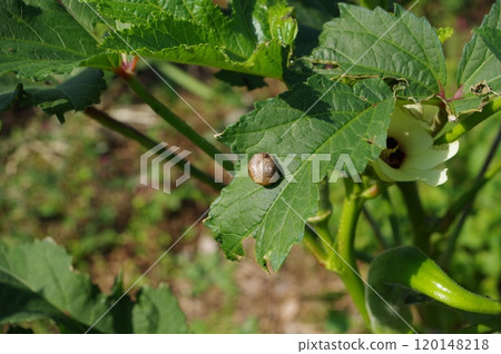 [October] A snail on an okra leaf. Photographed in a home garden (Yamato City, Kanagawa Prefecture) 120148218