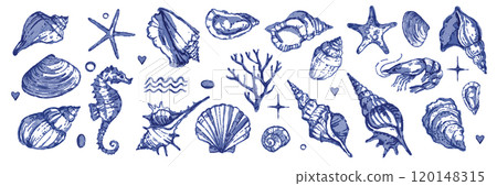Sea shell collection, vector watercolor hand drawn ocean conch set, nature exotic mollusc, starfish. 120148315