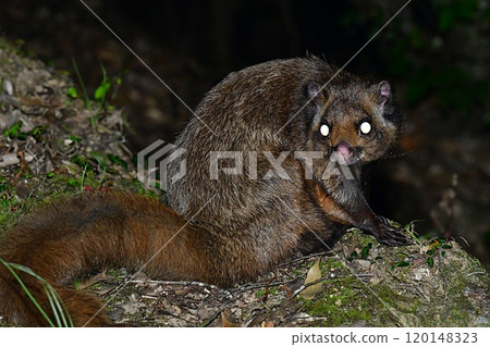 Flying squirrels descending to the ground - Ise, eternal forest - Flying squirrels descending to the ground - Ise, eternal forest - 120148323