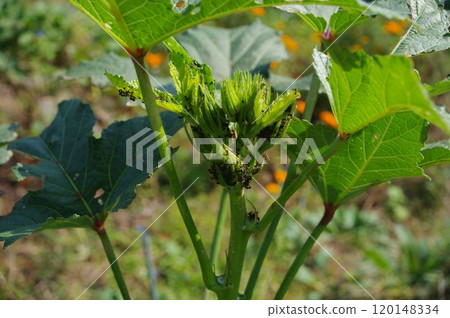 【10月】秋葵花蕾上擠滿了蚜蟲和螞蟻 地點：自家花園（神奈川縣大和市） 120148334