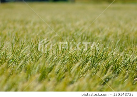 五月的麥田在清爽的微風中搖曳 五月的麥田在清爽的微風中搖曳 120148722