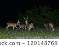 伊勢 永恆之森 ～鹿群～ 120148769