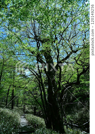 Mountain path in the fresh greenery of Oodaigahara 120149256