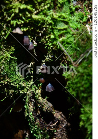 被青苔包圍的光圍~大台原~ 被青苔包圍的光圍~大台原~ 120149258