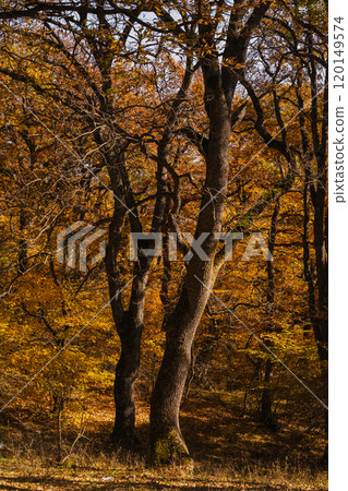 Golden autumn trees standing tall in the forest during a sunny afternoon 120149574