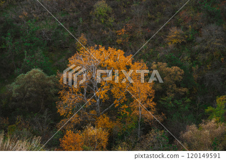 Vibrant autumn tree stands out in a lush green hillside during a sunny day in the countryside Vibrant autumn tree stands out in a lush green hillside during a sunny day in the countryside 120149591