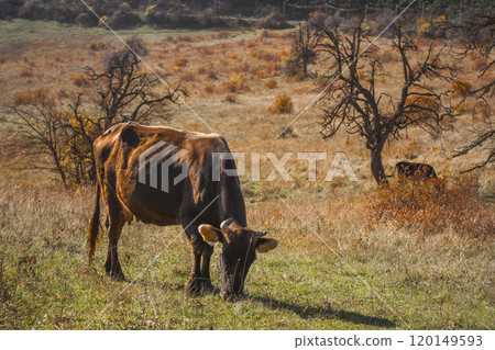 A peaceful brown cow grazing in a sunny field surrounded by autumn trees during a clear day A peaceful brown cow grazing in a sunny field surrounded by autumn trees during a clear day 120149593