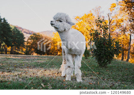 Alpaca grazing in a colorful autumn meadow surrounded by trees in the countryside during sunset 120149680