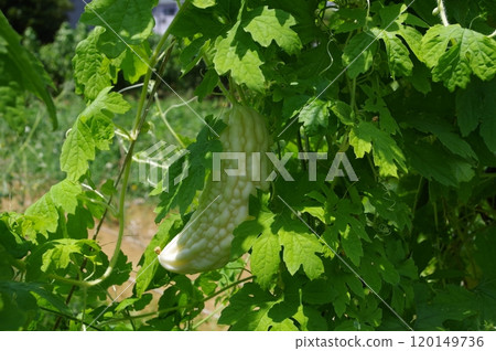 【8月】白色苦瓜果實 拍攝地點：自家花園（神奈川縣大和市） 120149736