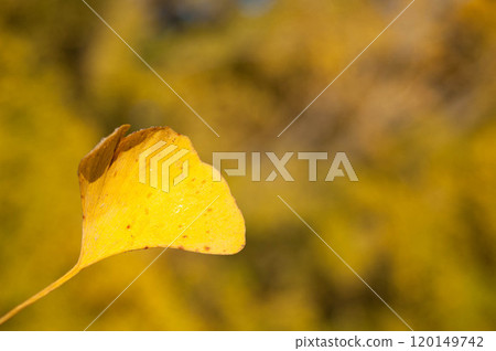 Yellow ginkgo biloba leaves Yellow ginkgo biloba leaves 120149742