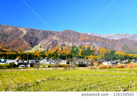 View towards Hakuba Goryu Ski Resort (Hakuba Village, Nagano Prefecture) [2024.11] 120150503