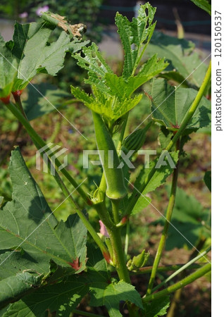 [October] Grown okra fruit. Photographed in a home garden (Yamato City, Kanagawa Prefecture) 120150537