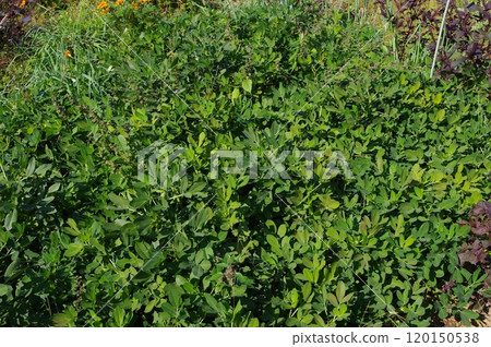 【10月】花生開花 拍攝地點:自家花園(神奈川縣大和市) 【10月】花生開花 拍攝地點:自家花園(神奈川縣大和市) 120150538