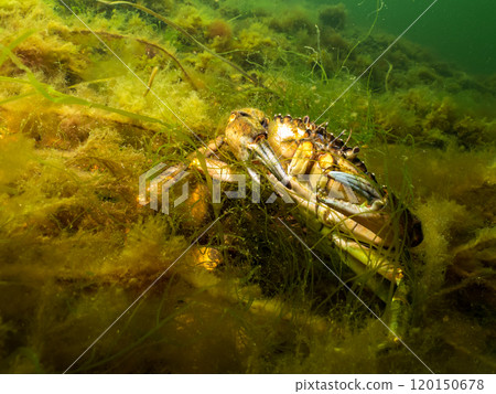 A close-up picture of a crab among seaweed 120150678