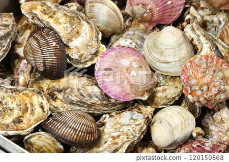 Korean Seafood Food. Steamed oysters and clams Korean Seafood Food. Steamed oysters and clams 120150868