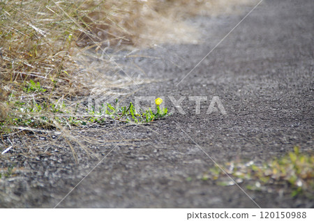 A small, bright yellow flower that blooms in the middle of the asphalt road 120150988