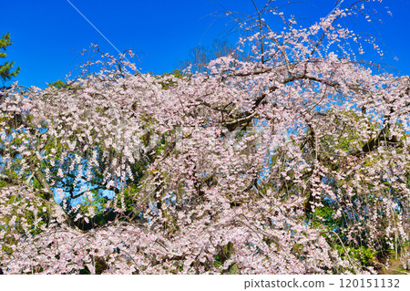 Kyoto Imperial Palace: Itozakura (weeping cherry tree) at the site of the Konoe residence (Kamigyo Ward, Kyoto City, Kyoto Prefecture) 120151132