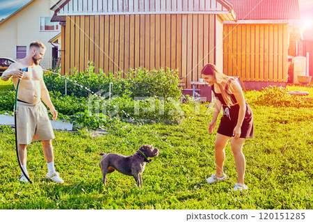 Young European couple plays with an American Bully dog in backyard of country house on summer evening. Young European couple plays with an American Bully dog in backyard of country house on summer evening. 120151285