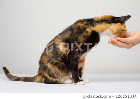 Black and ginger color cat pet eating from human hand on white background Black and ginger color cat pet eating from human hand on white background 120151334
