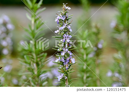 Rosemary	 120151475