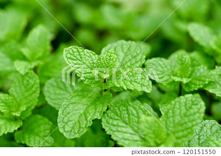 薄荷 120151550