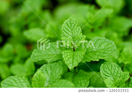 薄荷 120151551