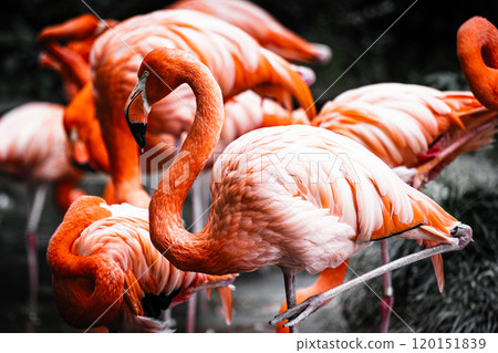 Flamingo Cool Flamingo Cool 120151839