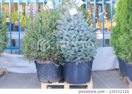 Christmas tree seedlings are sold in store. Potted evergreen tree seedlings. Seedlings of coniferous plants for landscape design. 120152120