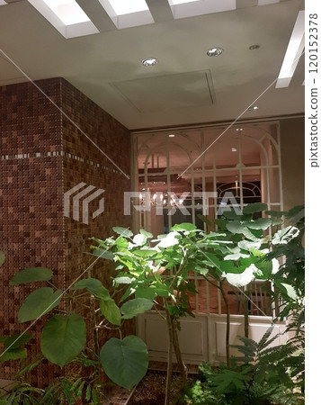 Cafe image, beautiful houseplant, wooden frame 120152378