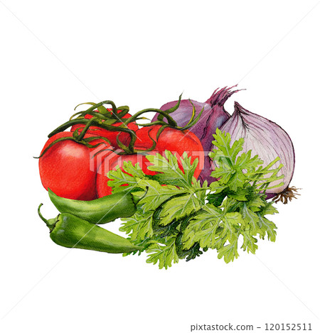 Watercolor illustration of vegetable isolated on white background  120152511