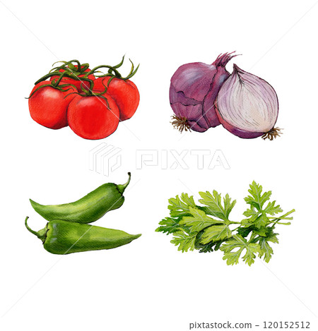 Watercolor illustration of tomato, onion, jalapeno and cilantro isolated on white background  120152512