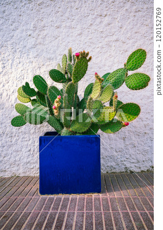 Green Cactus in a Vibrant Blue Pot Minimalist Outdoor Decor 120152769