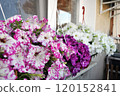 Spotty surfinia flower baskets on the balcony windowsill 120152841