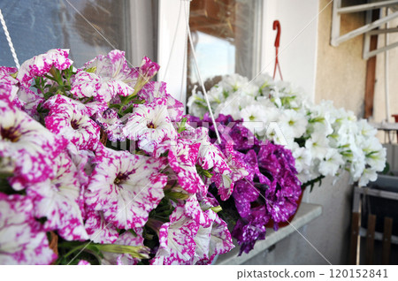 Spotty surfinia flower baskets on the balcony windowsill Spotty surfinia flower baskets on the balcony windowsill 120152841